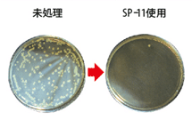 未処理とSP-11使用時のシャーレの比較
